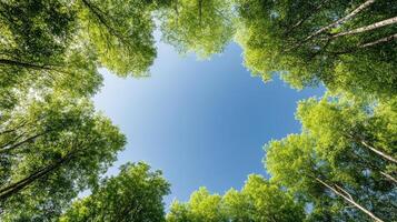 A view of the sky through the trees in a forest photo