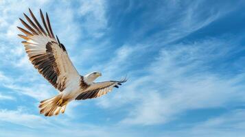 A large bird flying in the blue sky photo