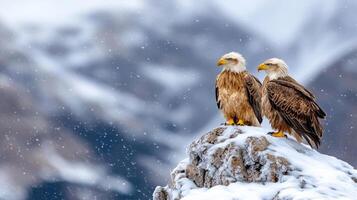 Two white tailed eagles perched on a snowy mountain photo
