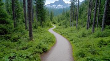 A path through a forest with tall trees and mountains photo
