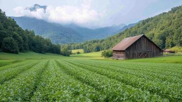 A barn sits in the middle of a field photo