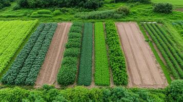 Aerial view of vegetable farm in rural area photo