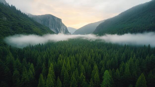 serene forest landscape with mist enveloping trees, creating magical atmosphere photo
