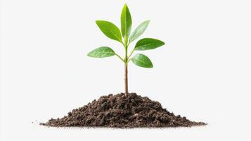 small green plant grows from rich soil, symbolizing new beginnings and growth photo