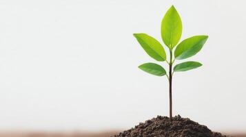 small green plant emerges from rich soil, symbolizing growth and renewal photo