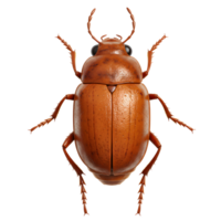 A captivating close-up reveals a vibrant amber beetle, its shiny carapace reflecting light. Intricate details and rustic texture create a striking image. png