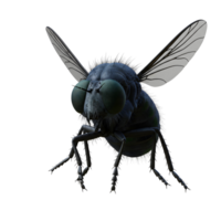 A detailed rendering of a bluebottle fly, showcasing its iridescent body, large green eyes, and delicate wing structure. The image offers a dramatic, almost cinematic mood. png