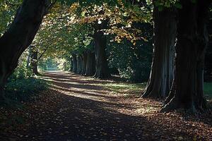 Sunlit Autumn Path Through a Canopy of Trees. A picturesque autumnal scene showcasing a pathway lined with majestic trees displaying vibrant fall foliage. photo
