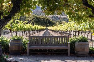 Serene Winery Bench Tranquility Amidst Grapevines. photo