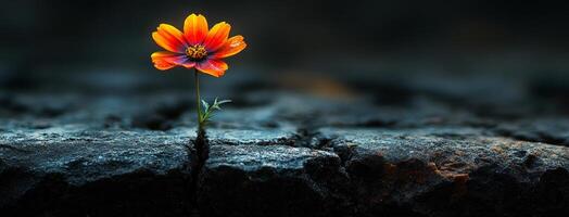 Flower in cracked stone. A vibrant flower emerges from a split in a dark, rocky ground, showcasing resilience in a harsh environment. photo