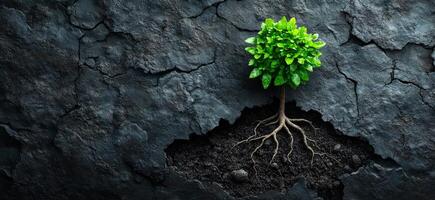 Tree growing from cracked earth surface. A vibrant green tree emerges from a cracked, dry earth surface, symbolizing resilience and hope in tough conditions. photo