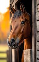 Horse looking out from stable at dusk. A brown horse gazes from its stable as warm sunlight enhances the golden hues of the background. photo