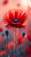 Red poppies at sunset. Vibrant red poppy flowers stand tall in a field during sunset, creating a striking contrast against the background. photo