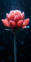 Dark backdrop, red flower drops. A vibrant red flower surrounded by tiny droplets in a dark setting creates a striking visual effect. photo