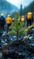 People planting a tree in a forest area. A group of individuals in yellow jackets plants a small evergreen tree amidst a forest setting on a cool day. photo