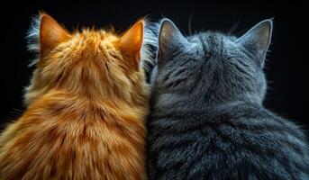 Two cats sharing a quiet moment together. Orange and gray cats sit closely together, enjoying each other's company in a warm and cozy atmosphere. photo