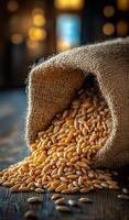 Wheat grains spill from a burlap sack. Golden wheat grains spill from a burlap sack onto a wooden surface, creating a rustic and productive ambiance. photo