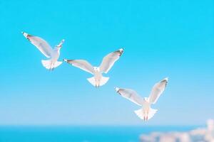 Seagulls soaring gracefully over a coastal cityscape beneath a soft blue sky and ocean horizon photo