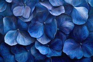 Deep blue hydrangea petals creating a stunning floral background photo