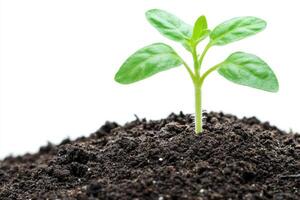 Tomato seedling growing in fertile soil against white background photo