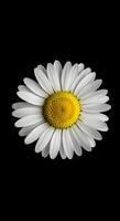 Elegant single daisy bloom, showcasing the delicate petals against a dark contrasting background, creating a stark and beautiful composition photo