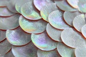 Close-up view of iridescent fish scales showcasing intricate patterns and colors captured under soft lighting photo