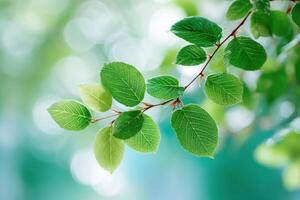 Fresh green leaves gently swaying in the breeze during a sunny afternoon in a tranquil forest setting photo