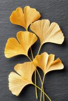 Golden ginkgo leaves arranged on a dark slate background showcasing intricate textures and natural patterns photo