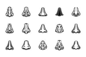 Understanding the Nose and Its Functions vector