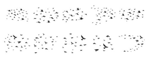 Flock Of Bird Illustration On White Background Set vector