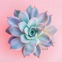 Succulent plant on a pink background. Minimal style. Macro close up, selective focus. flat lay, top view photo