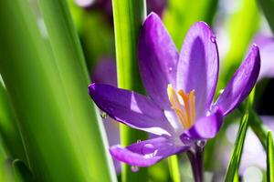 Beautiful purple crocus flower in the garden with dew drops, macro close-up, selective focus. Spring background. photo