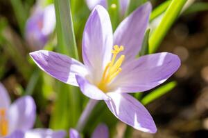 Close up of purple crocus flowers with green leaves on blurred background. Macro close up, selective focus. magenta color photo