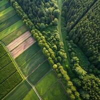 Aerial view of green fields and forest photo