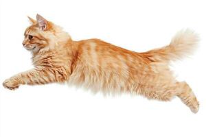 Cat jumping, isolated on white background. photo