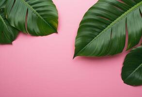 Leaf on pink background. photo