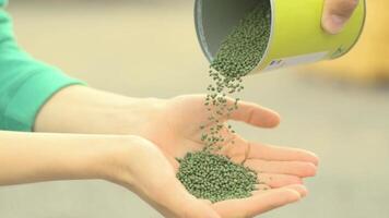Female hands with seeds of cabbage. Seeds of cabbage pour from a can into the hands of an agronomist video