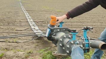 Drip irrigation system. Water saving drip irrigation system being used in a young carrot field. Worker opens the tap. 1 video
