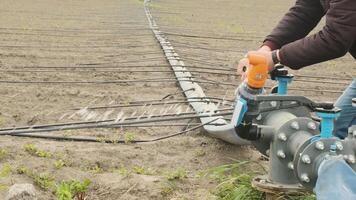 Drip irrigation system. Water saving drip irrigation system being used in a young carrot field. Worker opens the tap. 2 video
