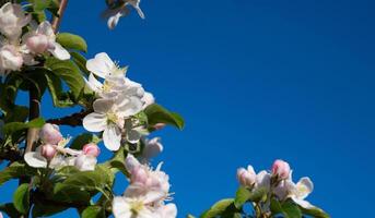 blue sky background close up, beautiful cherry blossom, sakura garden, spring orchard, summer sunny day nature, floral border frame, copy space photo