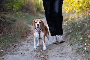Beagle puppy looking up on a sunny day. Pet portrait indoors. photo