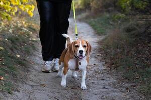 A woman walks with her pet on the street, a beagle dog photo