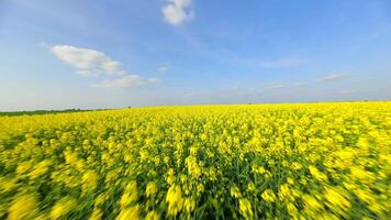 FPV drone flight over blooming yellow rapeseed field on sunny spring day. video