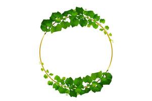 vine frame leaf vine isolates on a white background.. Circle Frame photo