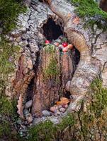 A close-up of a hollowed-out tree trunk filled with acorns, red berries, and moss, creating a natural woodland scene. photo