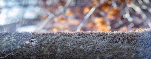 A close-up of a mossy log with delicate textures, set against a blurred autumn background with warm, glowing bokeh. photo