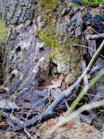 A small, inquisitive rodent peeks out from the safety of a moss-covered tree hollow in a forest. The rough texture of the bark and the scattered branches add to the natural charm of the scene. photo