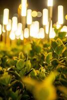 A close-up of vibrant green and yellow leaves set against a backdrop of glowing, softly blurred lights. The warm ambiance and dreamy bokeh effect create a magical nighttime scene. photo