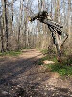 A broken tree leans over a forest path, its splintered trunk forming an eerie, almost sculptural shape. The way it curves downward, as if bowing or reaching toward passersby. photo