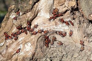 A cluster of firebugs gathers on textured tree bark, creating a striking contrast in natural sunlight. photo